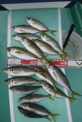 KONAYAーMARU(こなや丸) 釣果