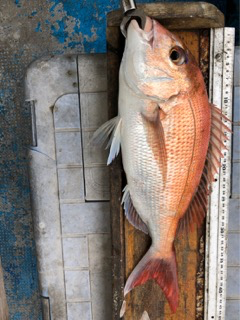 幸吉丸 釣果