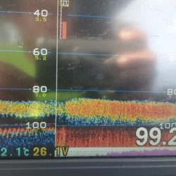 遊漁船 ニライカナイ 釣果