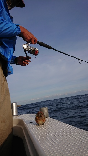 IDATEN（イダテン） 釣果