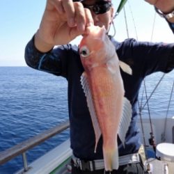 鯛紅丸 釣果