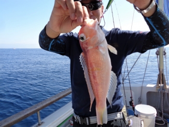 鯛紅丸 釣果