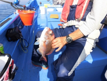 鯛紅丸 釣果