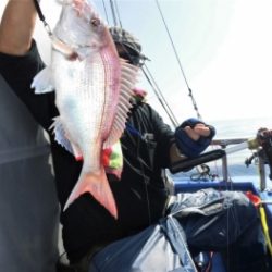 鯛紅丸 釣果