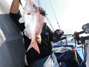 鯛紅丸 釣果