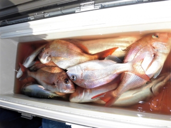 鯛紅丸 釣果