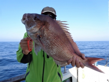 鯛紅丸 釣果