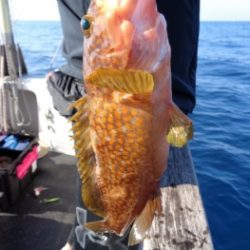 鯛紅丸 釣果