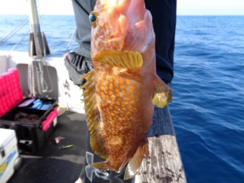 鯛紅丸 釣果