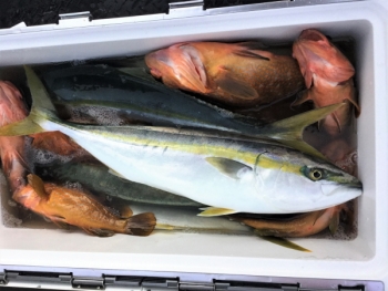 鯛紅丸 釣果