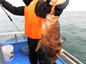 鯛紅丸 釣果