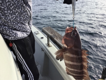 鯛紅丸 釣果
