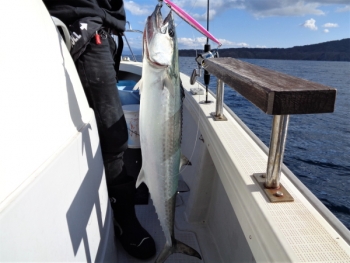 鯛紅丸 釣果