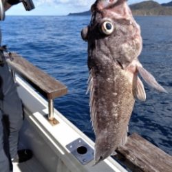 鯛紅丸 釣果