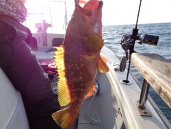 鯛紅丸 釣果