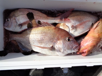 鯛紅丸 釣果