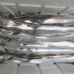 釣船 浦島太郎 釣果