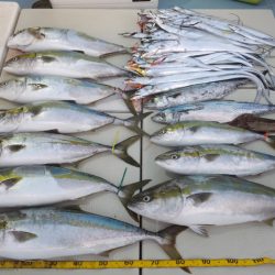 Hit Rush(ヒット ラッシュ） 釣果