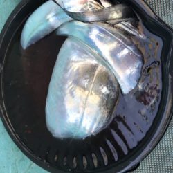 釣船 浦島太郎 釣果