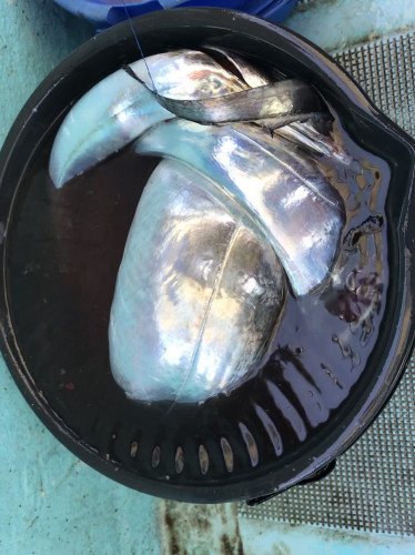 釣船 浦島太郎 釣果