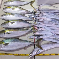 Hit Rush(ヒット ラッシュ) 釣果