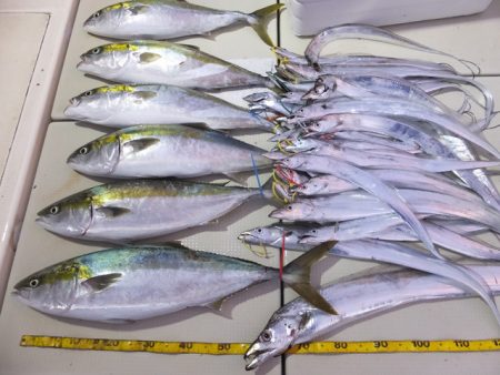 Hit Rush(ヒット ラッシュ) 釣果