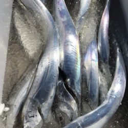 釣船 浦島太郎 釣果