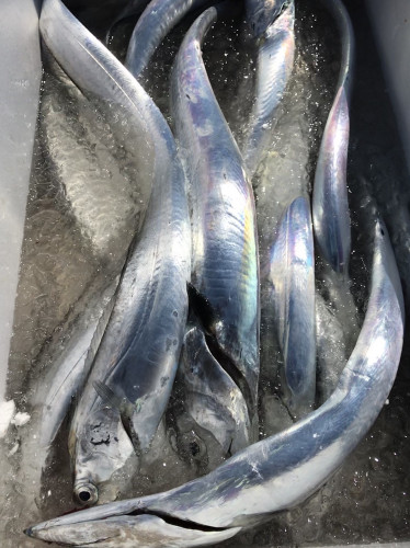 釣船 浦島太郎 釣果