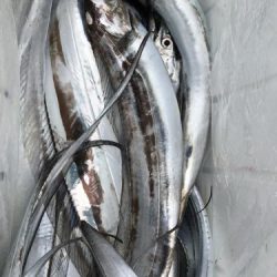 釣船 浦島太郎 釣果