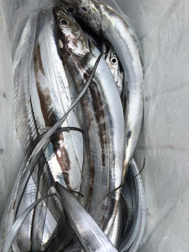 釣船 浦島太郎 釣果