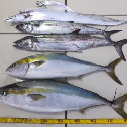 Hit Rush(ヒット ラッシュ) 釣果