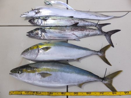 Hit Rush(ヒット ラッシュ) 釣果