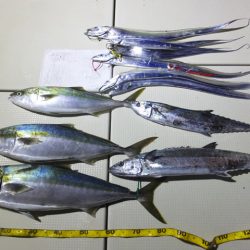 Hit Rush(ヒット ラッシュ) 釣果