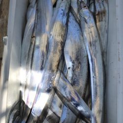 釣船 浦島太郎 釣果