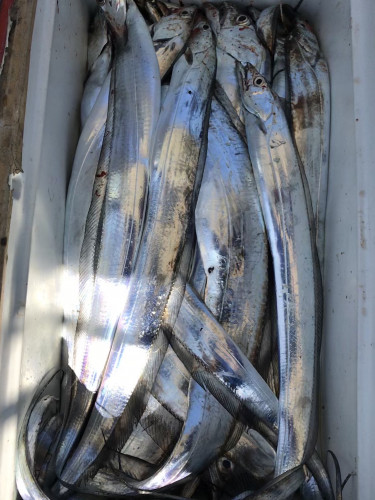 釣船 浦島太郎 釣果