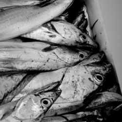 釣船 浦島太郎 釣果