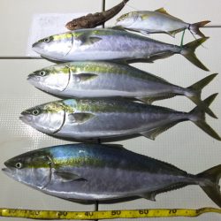 Hit Rush(ヒット ラッシュ） 釣果