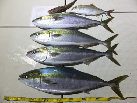 Hit Rush(ヒット ラッシュ） 釣果