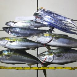 Hit Rush(ヒット ラッシュ) 釣果