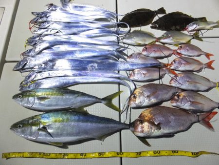 Hit Rush(ヒット ラッシュ） 釣果…