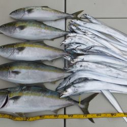 Hit Rush(ヒット ラッシュ) 釣果