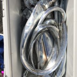 釣船 浦島太郎 釣果