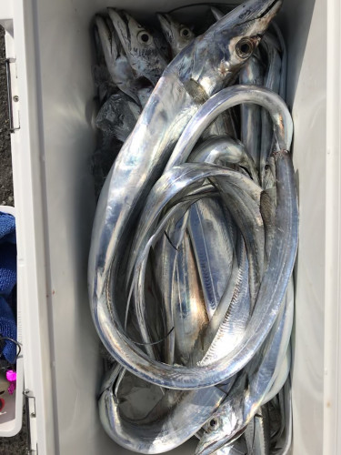 釣船 浦島太郎 釣果