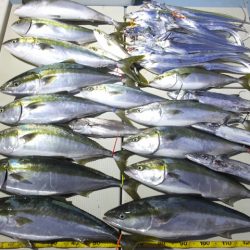 Hit Rush(ヒット ラッシュ) 釣果