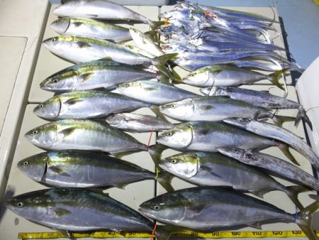 Hit Rush(ヒット ラッシュ） 釣果…