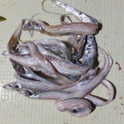 Hit Rush(ヒット ラッシュ) 釣果