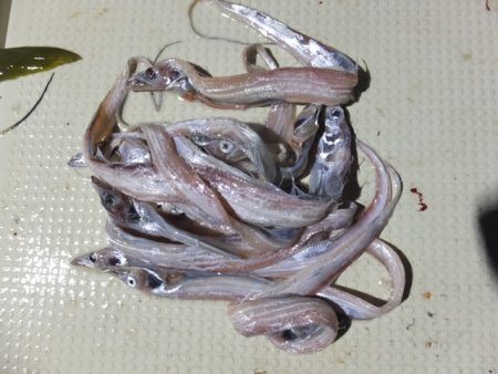 Hit Rush(ヒット ラッシュ) 釣果