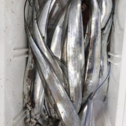 釣船 浦島太郎 釣果