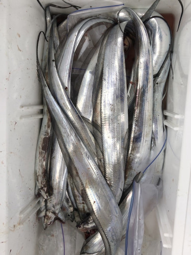 釣船 浦島太郎 釣果