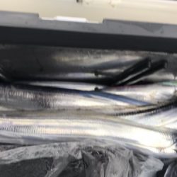 釣船 浦島太郎 釣果